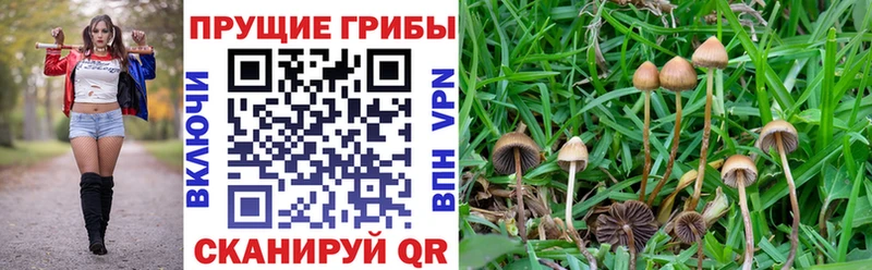 Галлюциногенные грибы GOLDEN TEACHER  hydra сайт  Ковылкино  наркота 